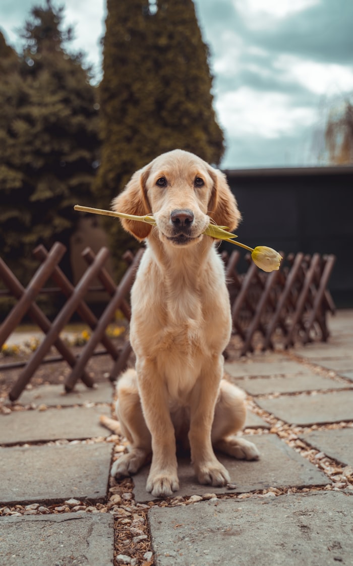 Biscuit the dog