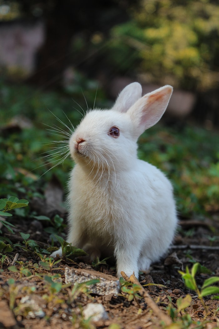 Clover the bunny