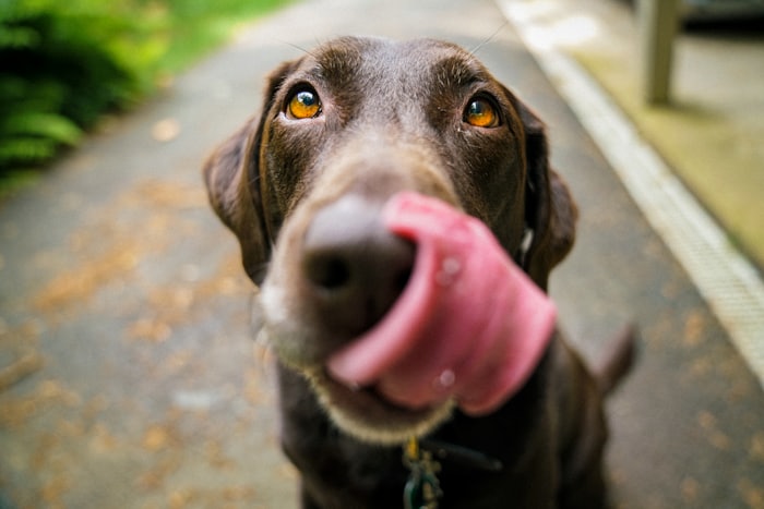 Duke the dog