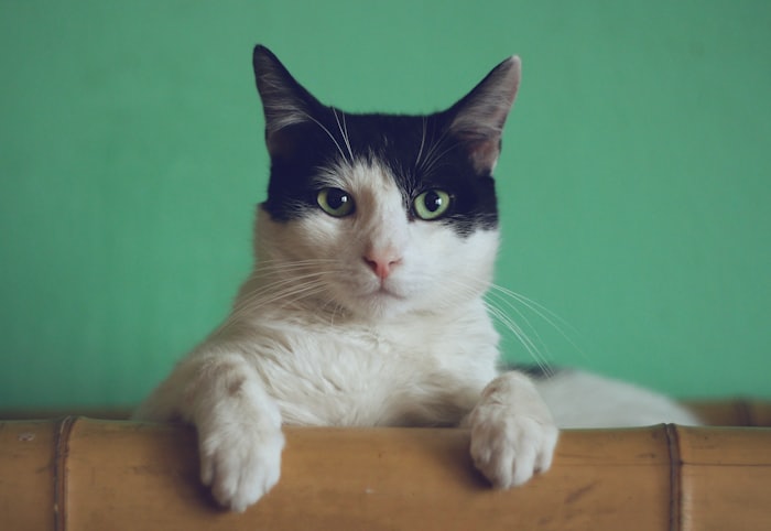 Mochi the cat